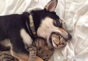 指挥二狗爆料视频大全